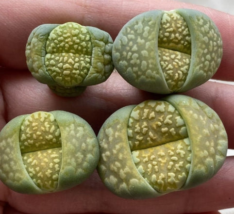 Lithops julii cv. Nine Rivers 20 Seeds