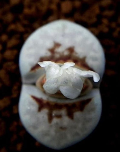 Lithops julii Hot Lips 20 Seeds